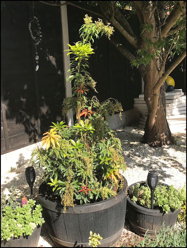 Pool Powell - Pieris