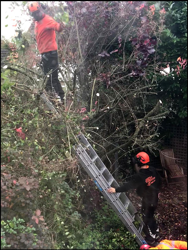 Pool Powell - Tree Surgery